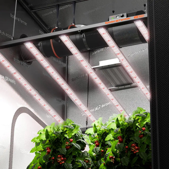 Indoor-Growzelt mit LED-Beleuchtung.