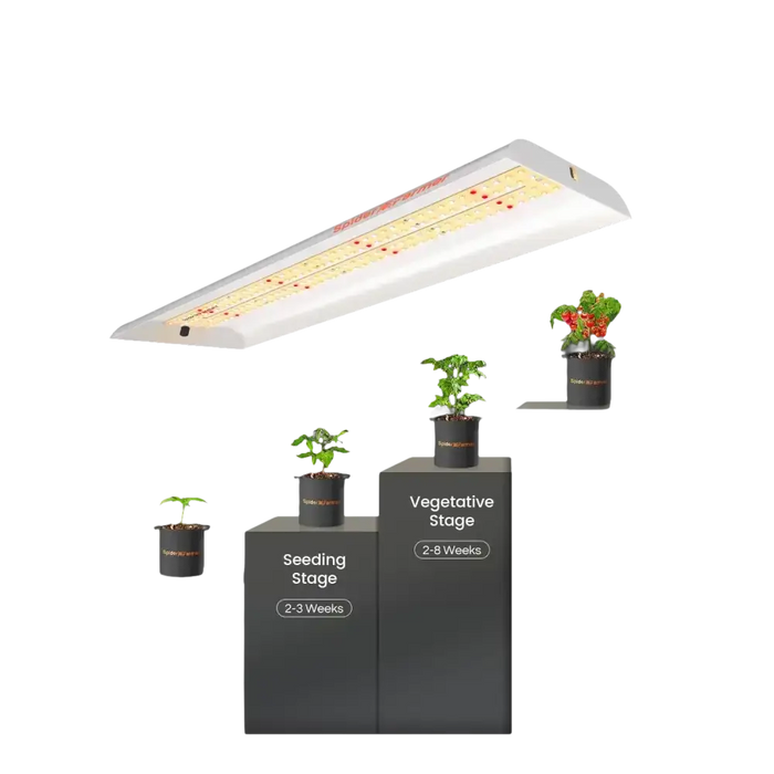 Spider Farmer SF300 LED-Zuchtlampe kaufen mit Pflanzen in unterschiedlichen Wachstumsphasen