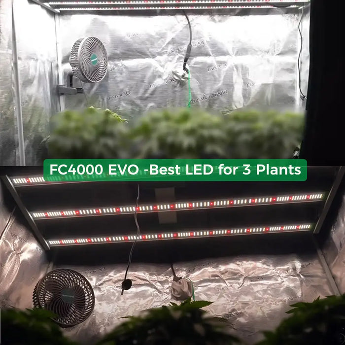 Indoor-Growzelt mit LED-Beleuchtung.