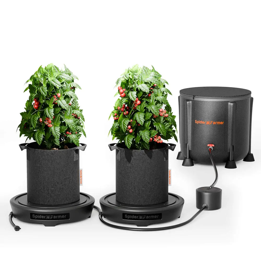 Automatisiertes hydroponisches Tomatenanbausystem.