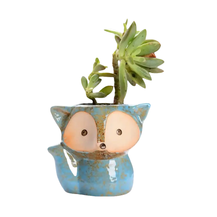 Sukkulenten-Pflanzgefäß ’Blue Fox’.
